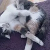 acatnamedlilly