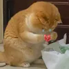 kimnguuthangtu0