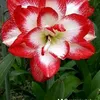 mariameri162