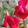duong.nguyen5286