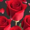 user5226116518130