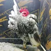 serama_breeder