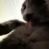 ezramacon11