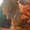 trinnitiemercer