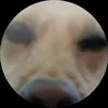 y0chez
