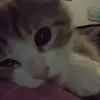 ocedoce_69