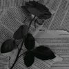 chipoet21