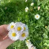 maryfattoum