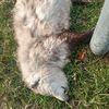 weaselmcfee