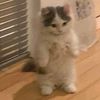 badtzkatz