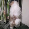 bacon_theshihtzu