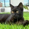 vine.cat