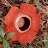 40rafflesia