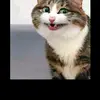 wafirotulailaa