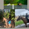 georgia.horses22