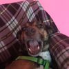 kolobobik_playdog