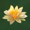 The White Lotus