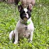 pepperthefrenchie23