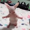 ghostlycat99