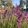 Uzon’s Lavender
