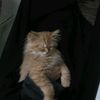nawal6292