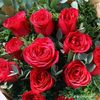 m.d..saifan
