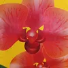 vo.hau32