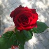 .md.masud.rana47