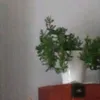alekszwerr