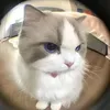 chipcammeo