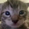 1dumbasscat