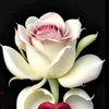 alaid_206