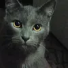 grey_cat25