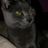 milo23423