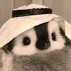 animated_fr0ggy_
