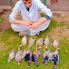 umarafridi5942