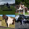 your_local_equestrian