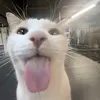 namtoilet1499_2