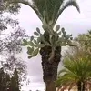 hamzaiferd2