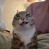 gabii_.zyfx