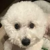 だいき