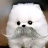 _ynym9