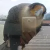tigr_4242