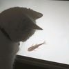 aprrchive