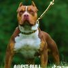 pit.bull970