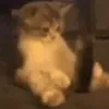 vgregor_
