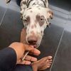 destiemarley14