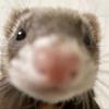 verygoodferretperson