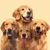 Valentina e o trio de goldens