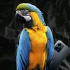 parrot1510